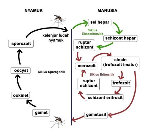 Patofisiologi Malaria Alomedika