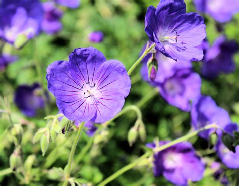 Free Images Nature Forest Blossom Meadow Flower Purple Petal