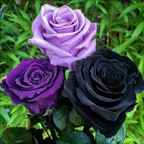 Pin By Стефка Василева On рози Beautiful Rose Flowers Amazing