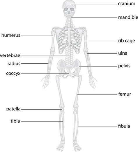 The Skeletal System Bone Functions Anatomy 101 From