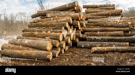 Lumber Stock Pile Stock Photo Alamy