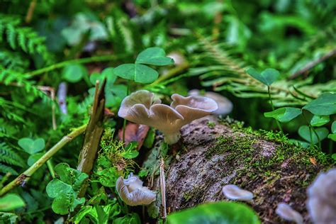 Fungus Among Us Photograph By Stacy Williams Pixels