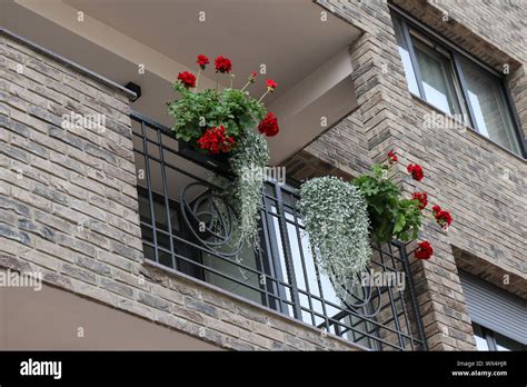 Red Geranium For Decoration Of Balconies Stock Photo Alamy