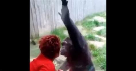 Woman Banned From Zoo For Having An Affair With Chimpanzee Trending