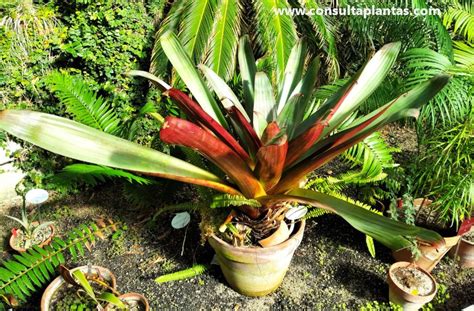 Alcantarea Imperialis Or Imperial Bromeliad Care And Growing
