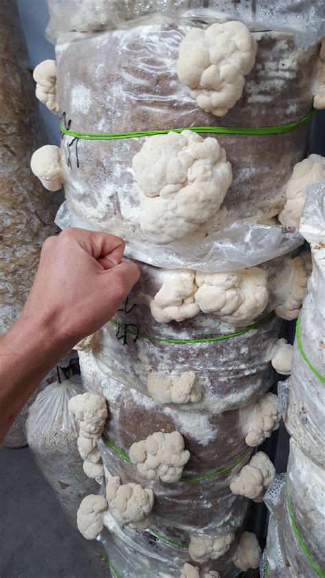 Lion's mane mushrooms can be enjoyed raw, cooked, dried or steeped as a tea. Lion's Mane grow questions - Gourmet and Medicinal ...