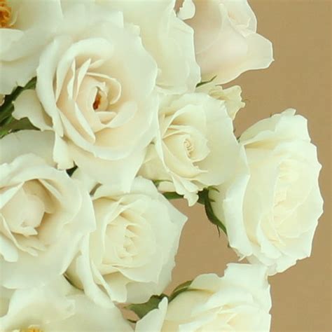 Creamy White Spray Bulk Roses