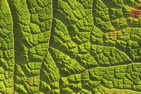 Leaf Texture Free Photo Download Freeimages
