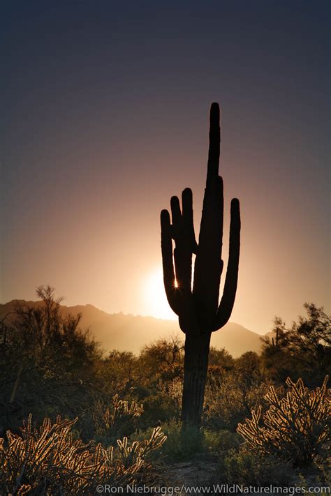 Tonto National Forest Photos By Ron Niebrugge