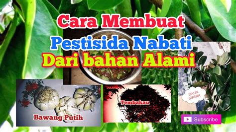 Cara Membuat Pestisida Alami Bahan Tembakaubawang Putihdaun Sirsak