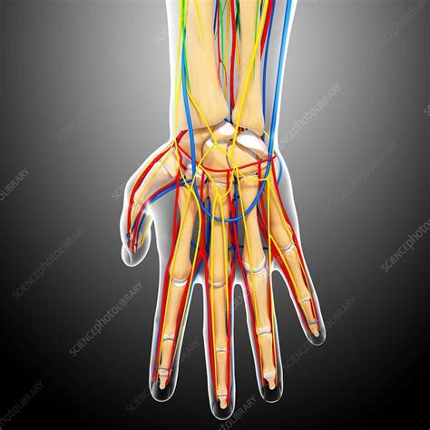Hand Anatomy Artwork Stock Image F0060787 Science Photo Library