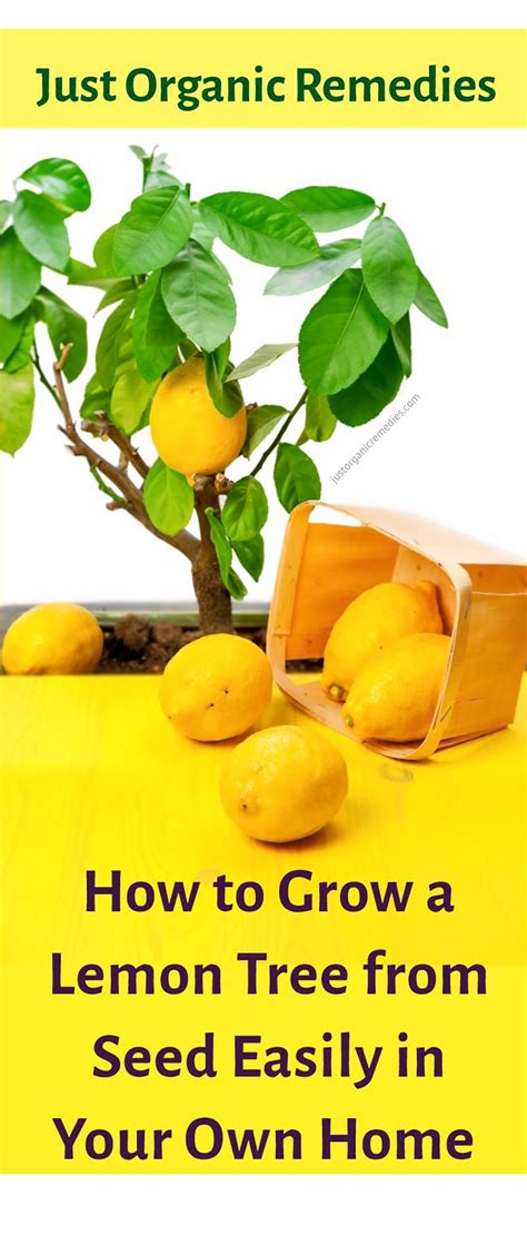 How To Grow An Organic Lemon Tree From Seed Easily In Your Own Home In