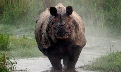 Nepals Rhino Numbers Rise Steadily Thanks To Anti Poaching Measures