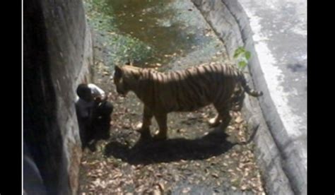 Harimau Makan Manusia Kampung Sungai Itau Langkawi