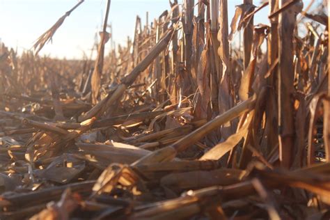 Nebraska Corn Kernels Harvest Continues To Advance