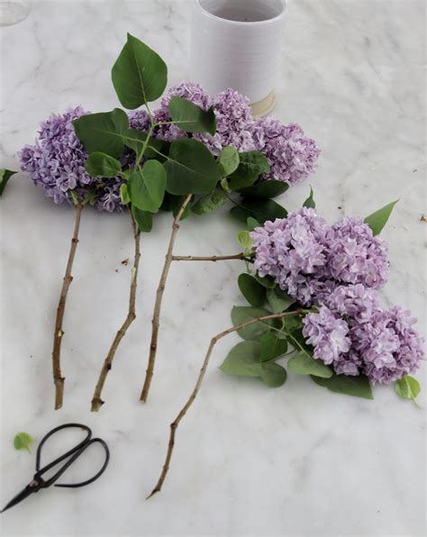 How To Arrange Your Lilac And Keep Them From Wilting Lemon Grove Lane