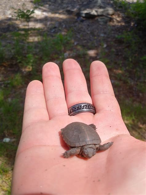 Teeny Tiny Turtle ・ Popularpics ・ Viewer For Reddit