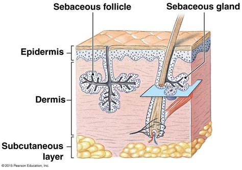 Sebaceous Glands Integumentary System Physiology Anatomy And Physiology