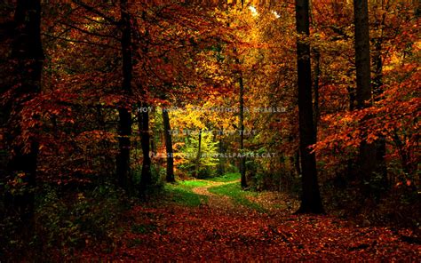 Lovely Autumn Pathway Wallpapers Wallpaper Cave