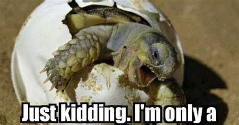 Rawr Just Kidding Im Only A Turtle Turtle Humour Pinterest