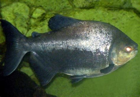 Peixes De água Doce Do Brasil Pirapitinga Piaractus Brachypomus