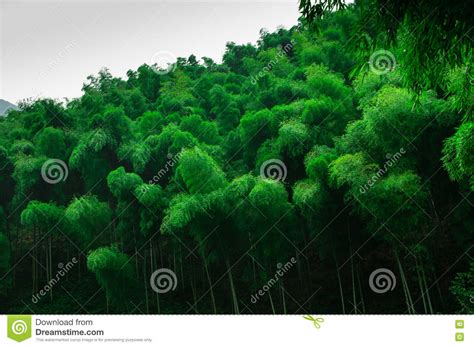 Beautiful Bamboo Sea Stock Image Image Of Green Bamboo 58332095