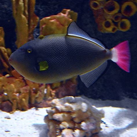 Pinktail Triggerfish Akron Zoo