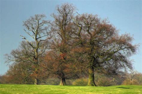 Three Trees Photograph By Colin Bailey