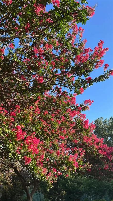 Arboretum In Dallas Texas Red Flowering Tree Flowering Trees Plant