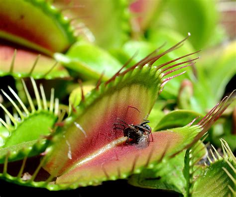 Venus flytraps kill with chemicals like those from lightning bolts. خناق الذباب أو مصيدة فينوس (بالإنجليزية: Venus flytrap ...