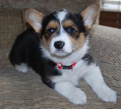 Three Toned Dog Picture Of Welsh Corgi Puppy Hi Res