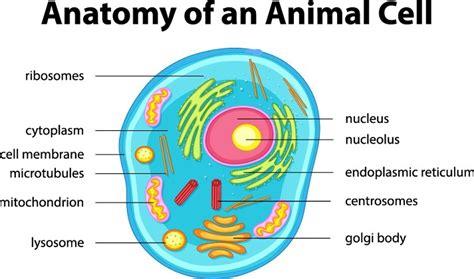 Animal Cells Educational Resources K12 Learning Life Science Science