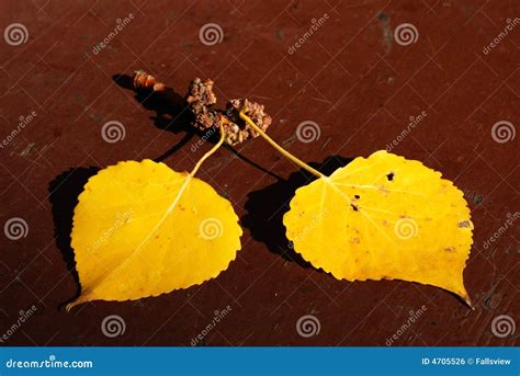 Golden Autumn Aspen Leaves Stock Photo Image Of Canada 4705526