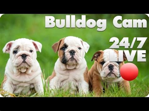 We are elated to share with you our bulldog puppy cam! Newborn Bulldog puppy live webcam | Boing Boing
