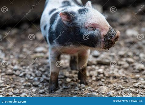 Cute Newborn Pig Piglet With A Muddy Nose Concept Of Animal Health