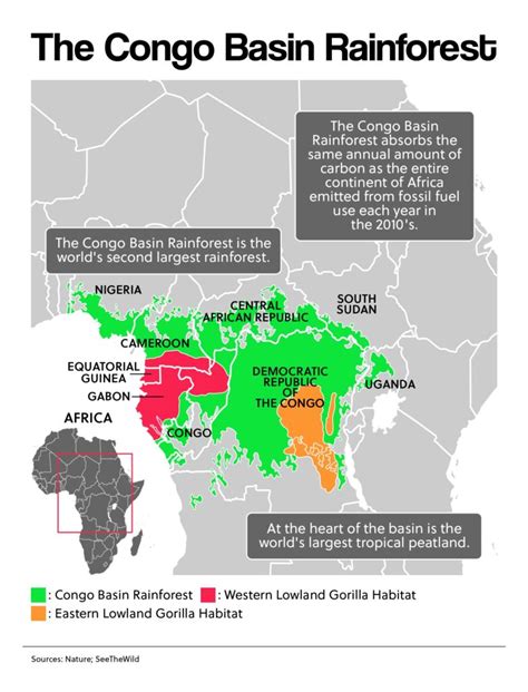 Congo Massive Rainforest Auction Alarms Climate Scientists