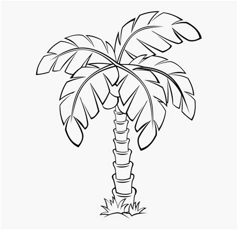 Sabal Palm Palm Trees Flowering Plant Drawing Cc0 Sabal Palm Tree