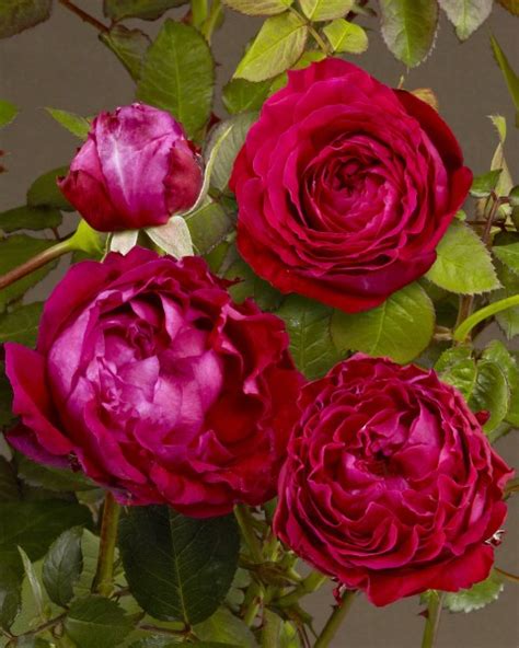 Garden Roses Pococks Roses The Cornish Rose Company
