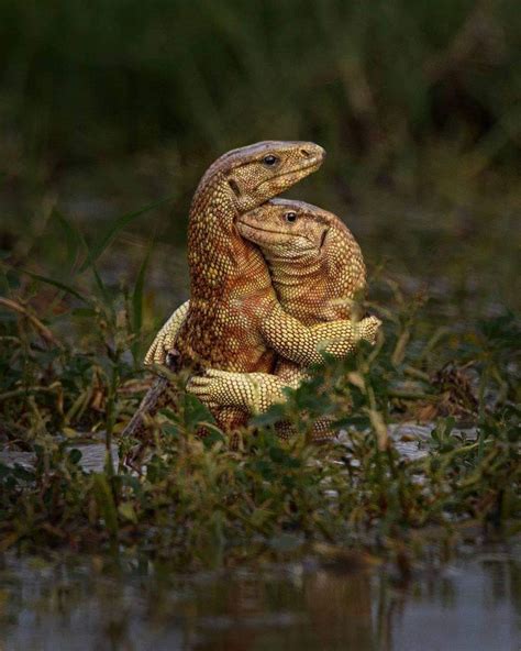 Golden Monitors Species Of Monitor Lizards In South Asia Hugging Each