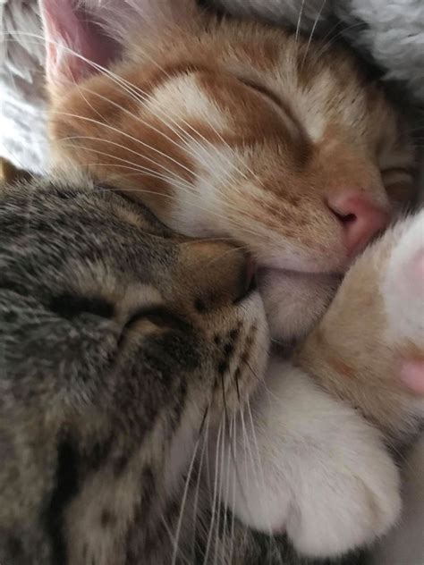 Cute Kittens Cuddling Cute Kittens