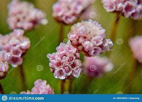 Pink Flowers In The Foreground And Blurred Background Stock Photo