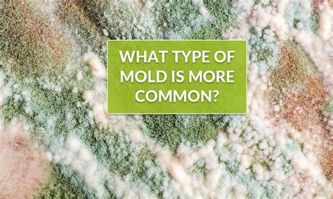 Want To Learn More About The Most Common Molds In Your Home