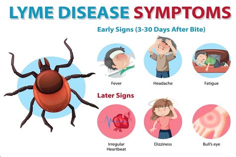 Lyme Disease Causes Symptoms And Treatment Options
