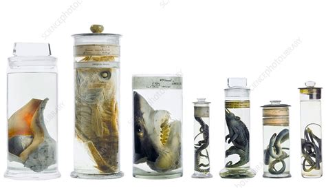 Preserved Zoological Specimens Stock Image C0165868 Science
