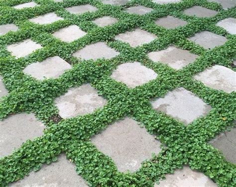 Rupturewort Green Carpet Ground Cover Seeds Herniaria
