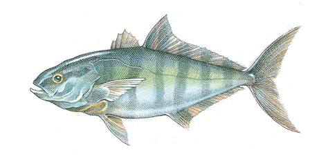 Banded Rudderfish By John Burgoyne