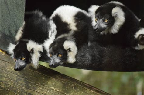 Black And White Ruffed Lemur Hamilton Zoo