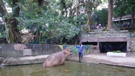 Kendati kebun binatang di perbaungan yang berada di kawasan perkebunan sawit ini terus dipercantik. Taman Hewan di Pematang Siantar, Bersih dan Lebih Lengkap dari Kebun Binatang Medan - Tribunnews.com