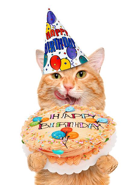 Royalty Free Happy Birthday Cat Pictures Images And Stock Photos Istock
