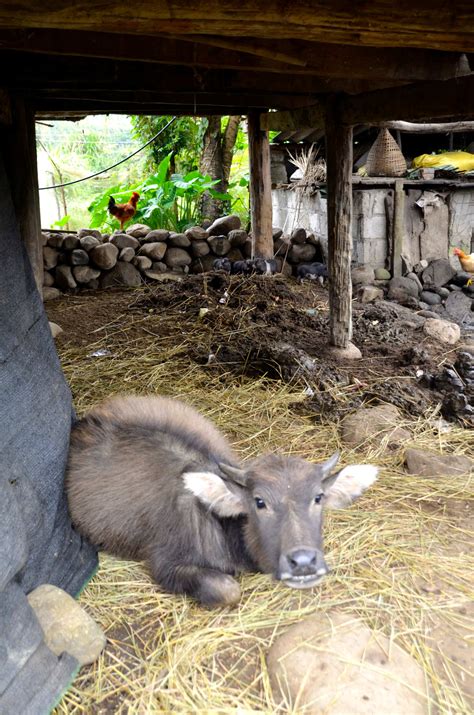 Village Life In North Vietnam Mountains Designdestinations